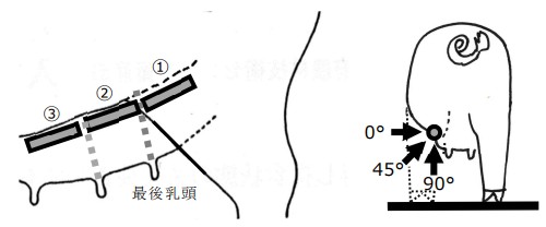 豬用B超機(jī)超聲檢測(cè)位置